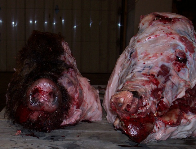 pigs-head