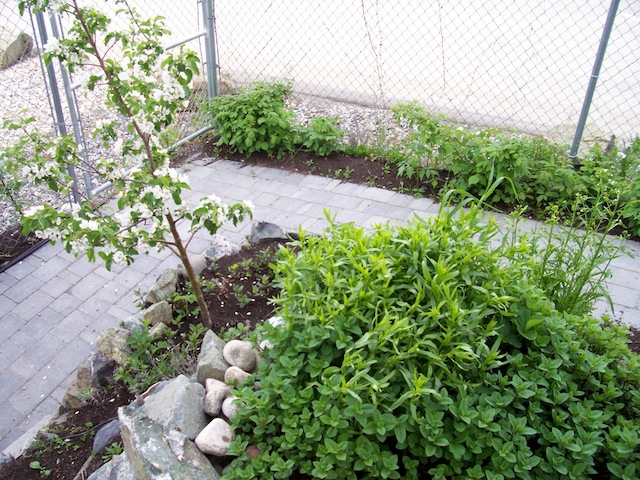 herb-garden-2