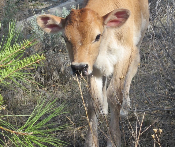 calf-2012a