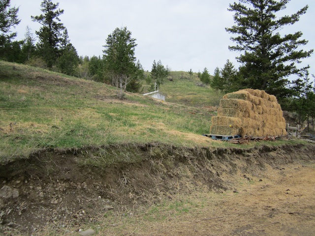 hay-pasture
