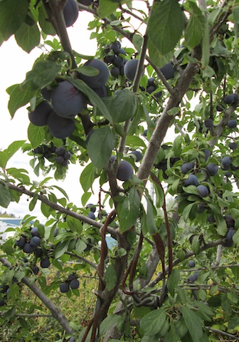 plum-tree-bounty