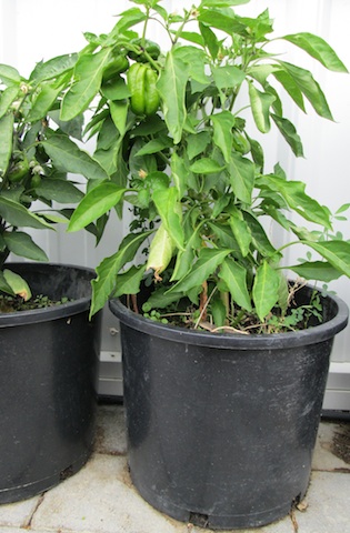 potted-peppers-2
