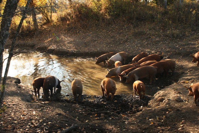 big-bear-ranch-2