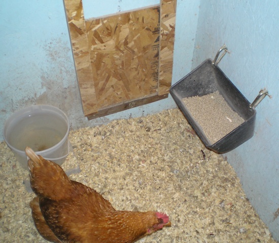 chicken-water-feed
